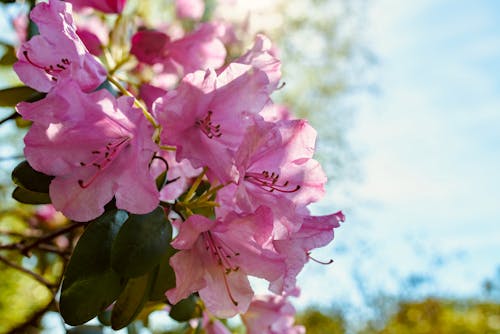 Free A close up of pink flowers on a tree Stock Photo