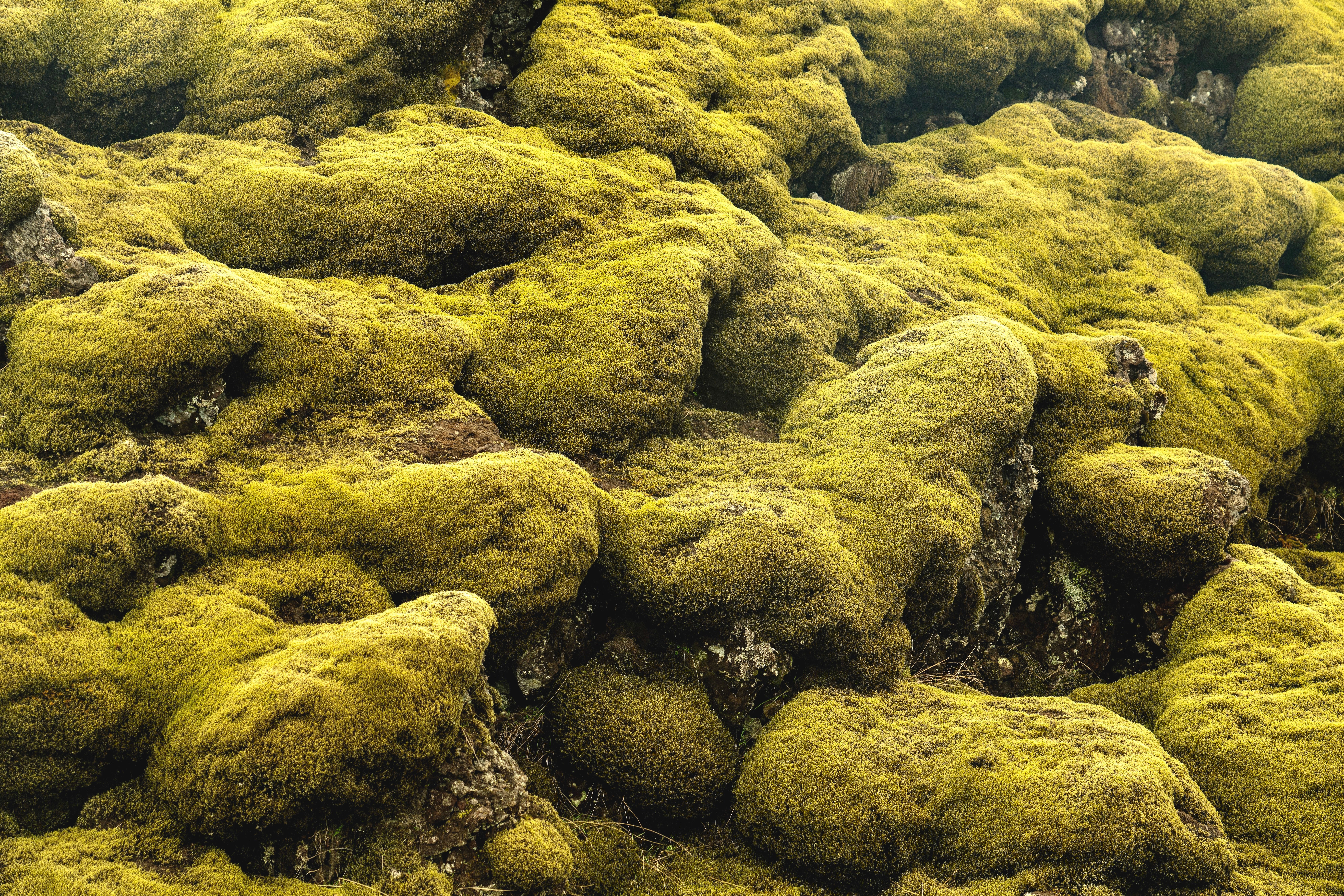 Algae Growing on Rock · Free Stock Photo