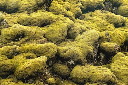 Free Moss covered rocks in the ocean Stock Photo