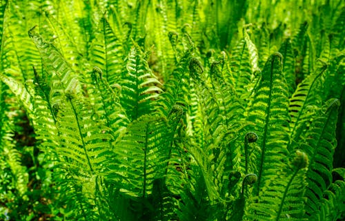 A green fern plant in the sunlight