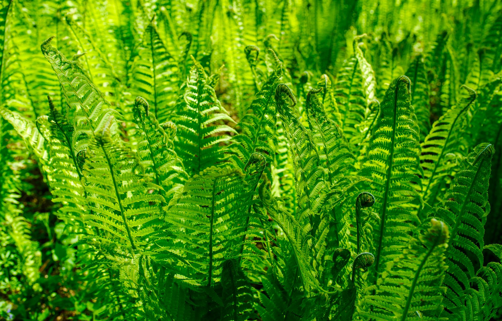 Vibrant ferns illuminated by sunlight, capturing the lush greenery of a thriving forest ecosystem.