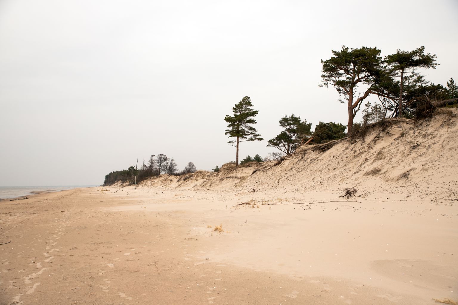 The Jūrmala dune line at low tide — pines standing back from a wide, pale beach