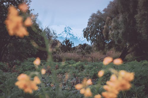 Arjantin, chubut, Çiçekler içeren Ücretsiz stok fotoğraf