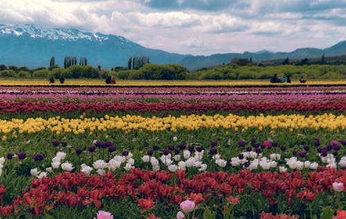 Kostnadsfri bild av bergen, blommor, fält