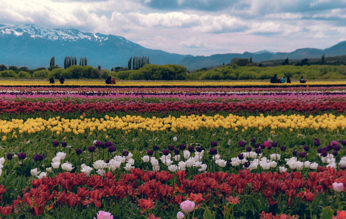 Free Campo de Tulipanes Stock Photo