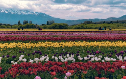 Free Explore colorful tulip fields with a mountain backdrop in Trevelin, Argentina. Stock Photo