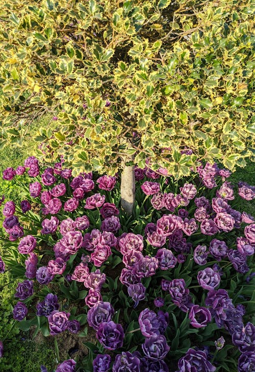 Foto profissional grátis de ao ar livre, área, arranjo de flores