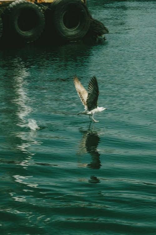 Immagine gratuita di fotografia di animali, fotografia naturalistica, gabbiano