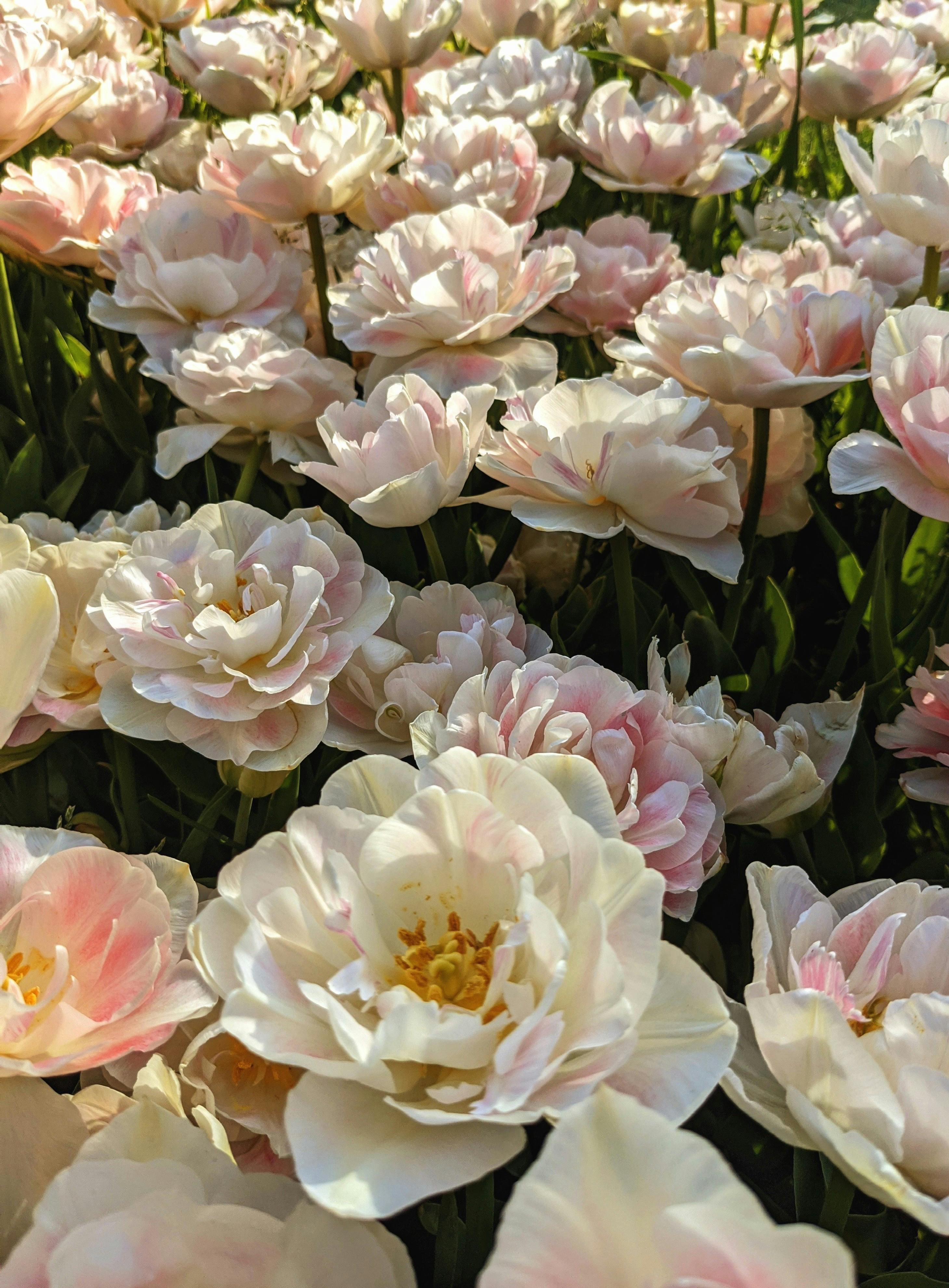 Capture the beauty of pink and white tulips in full spring bloom, evoking a sense of tranquility and romance.