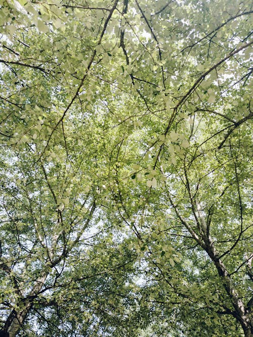 Imagine de stoc gratuită din arbori, codru, fotografie cu unghi mic