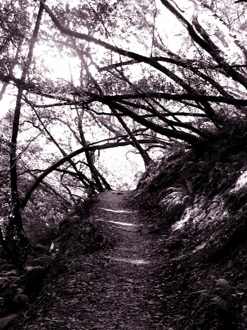 Free stock photo of creepy trees, hiking path, hiking trail Stock Photo