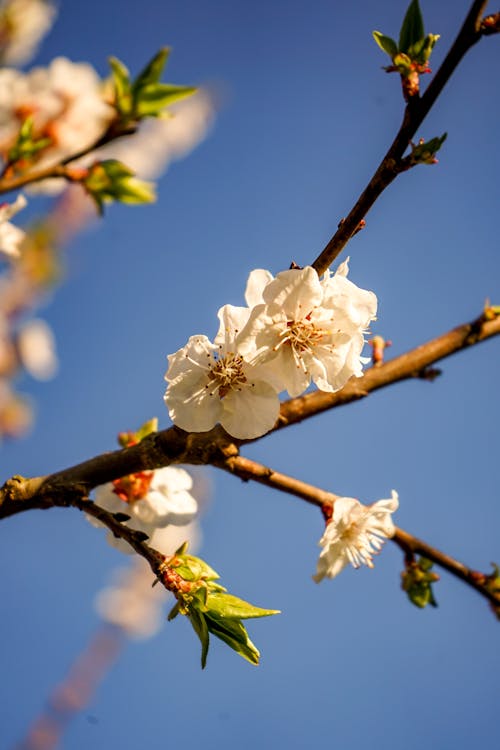 A close up of a tree branch with white flowers