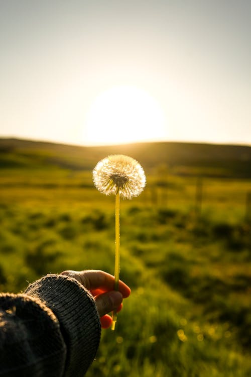 A person holding a dandelion in front of a sunset