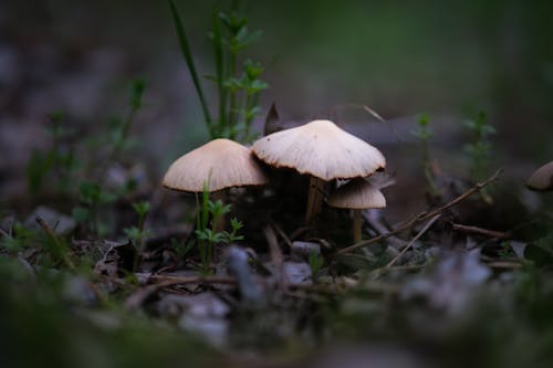 Mushrooms in the forest