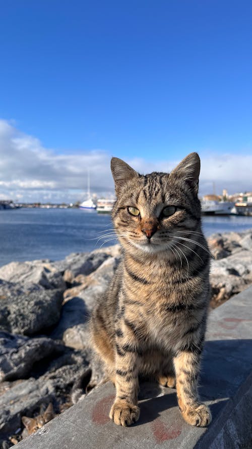 A cat sitting on the rocks near the water