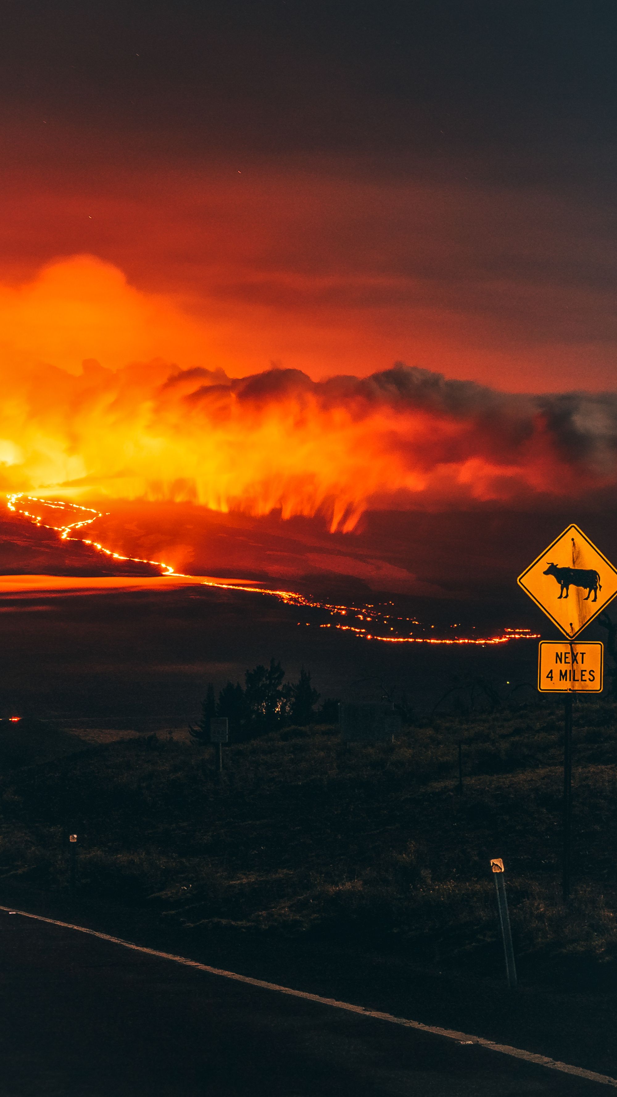 A river of lava glowing through the night beside a cattle-crossing sign on the Big Island