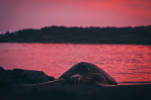 A serene sea turtle rests on a beach with a red sunset backdrop.