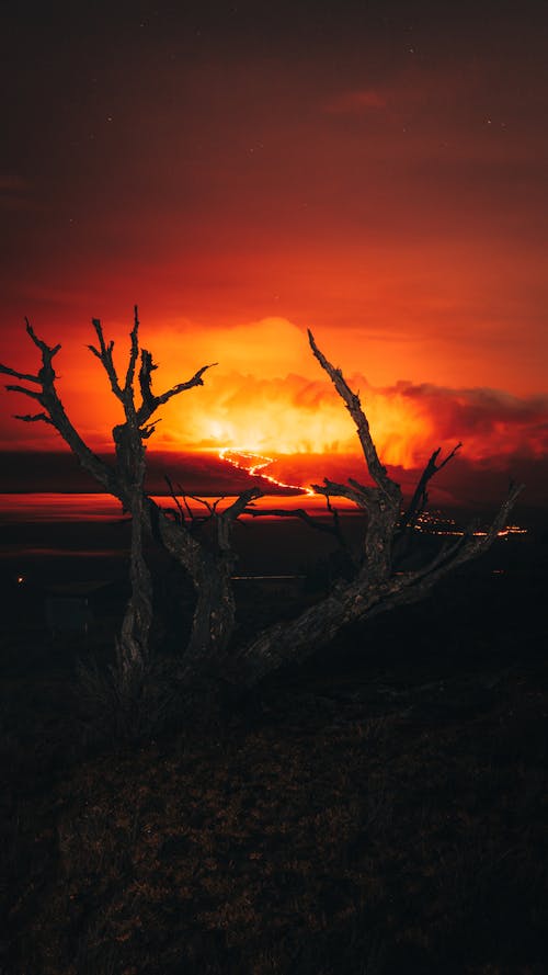 A dead tree in the middle of a red sky