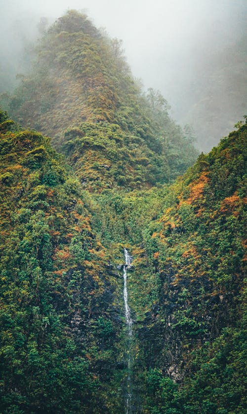 A waterfall in the middle of a forest