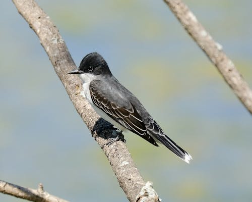 Free Eastern Phoebe Stock Photo