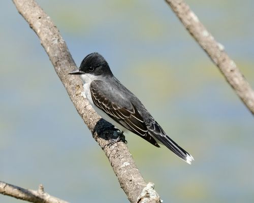 Free Close-up of an Eastern Kingbird (Tyrannus tyrannus) on a branch outdoors. Stock Photo
