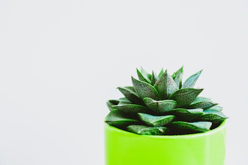 Minimalist Photography of Green Succulent on Green Pot