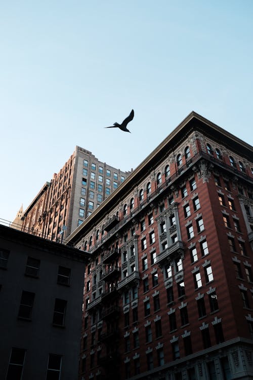 Low Angle View of Bird Flying Above the Building