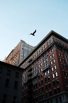 一只鸟飞过纽约历史建筑的剪影，天空晴朗