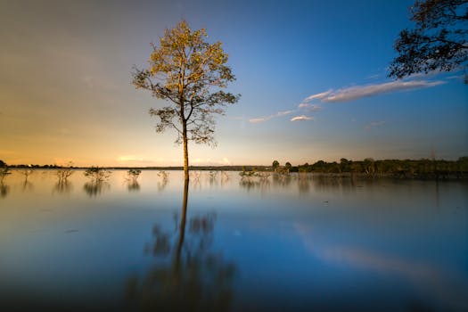 黄昏时分，一棵孤树倒映在广阔的湖面上，映衬出宁静而美丽的景象