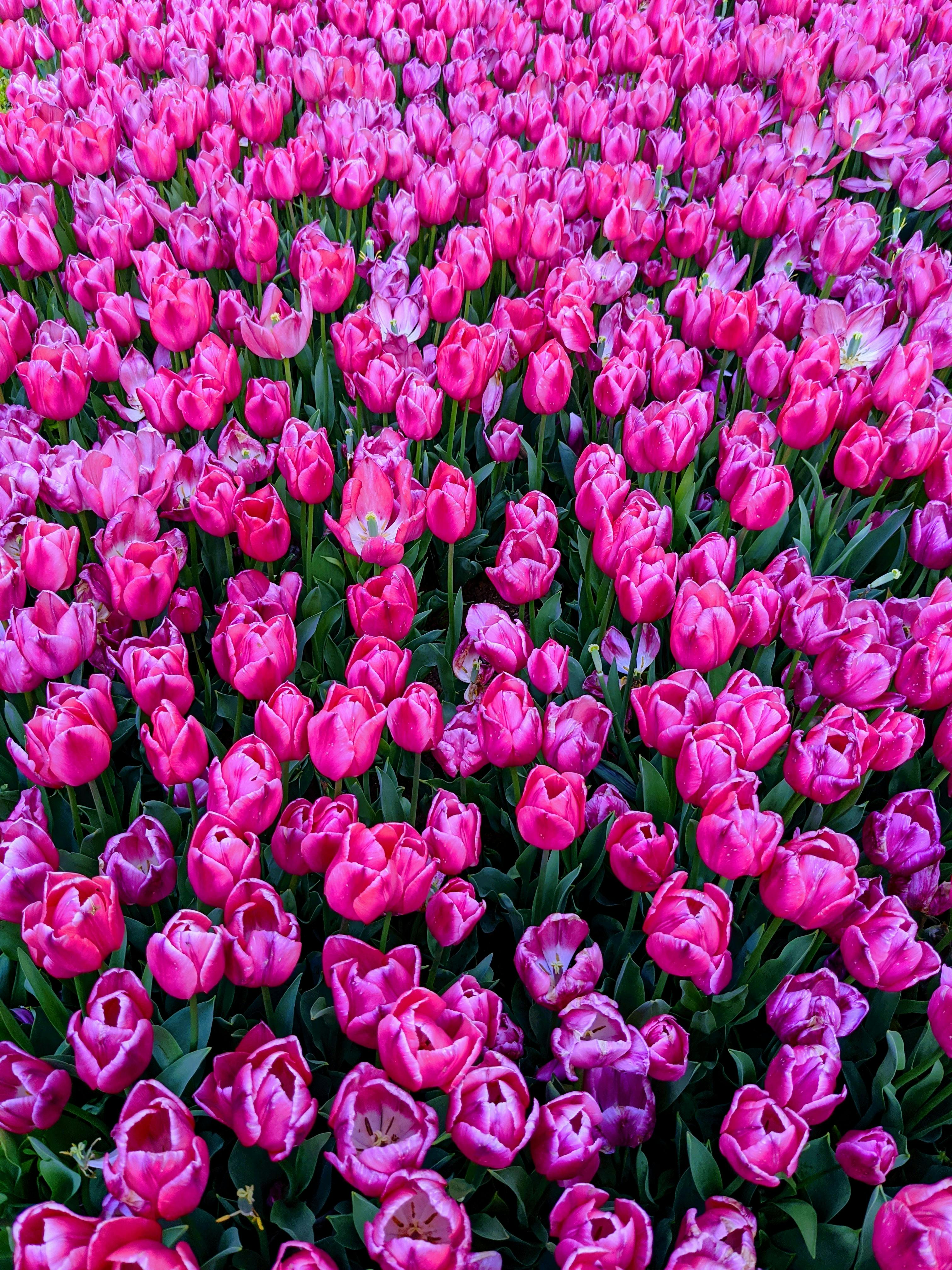 A stunning field of vibrant pink tulips in full bloom, showcasing the essence of spring.