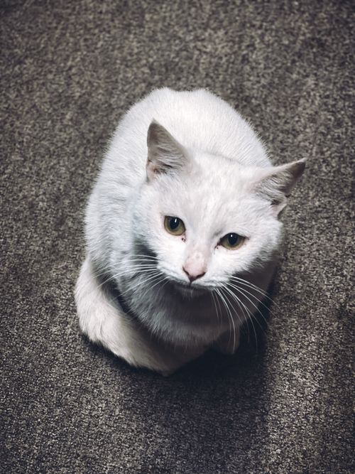 Free pic of cat 📸 Stock Photo