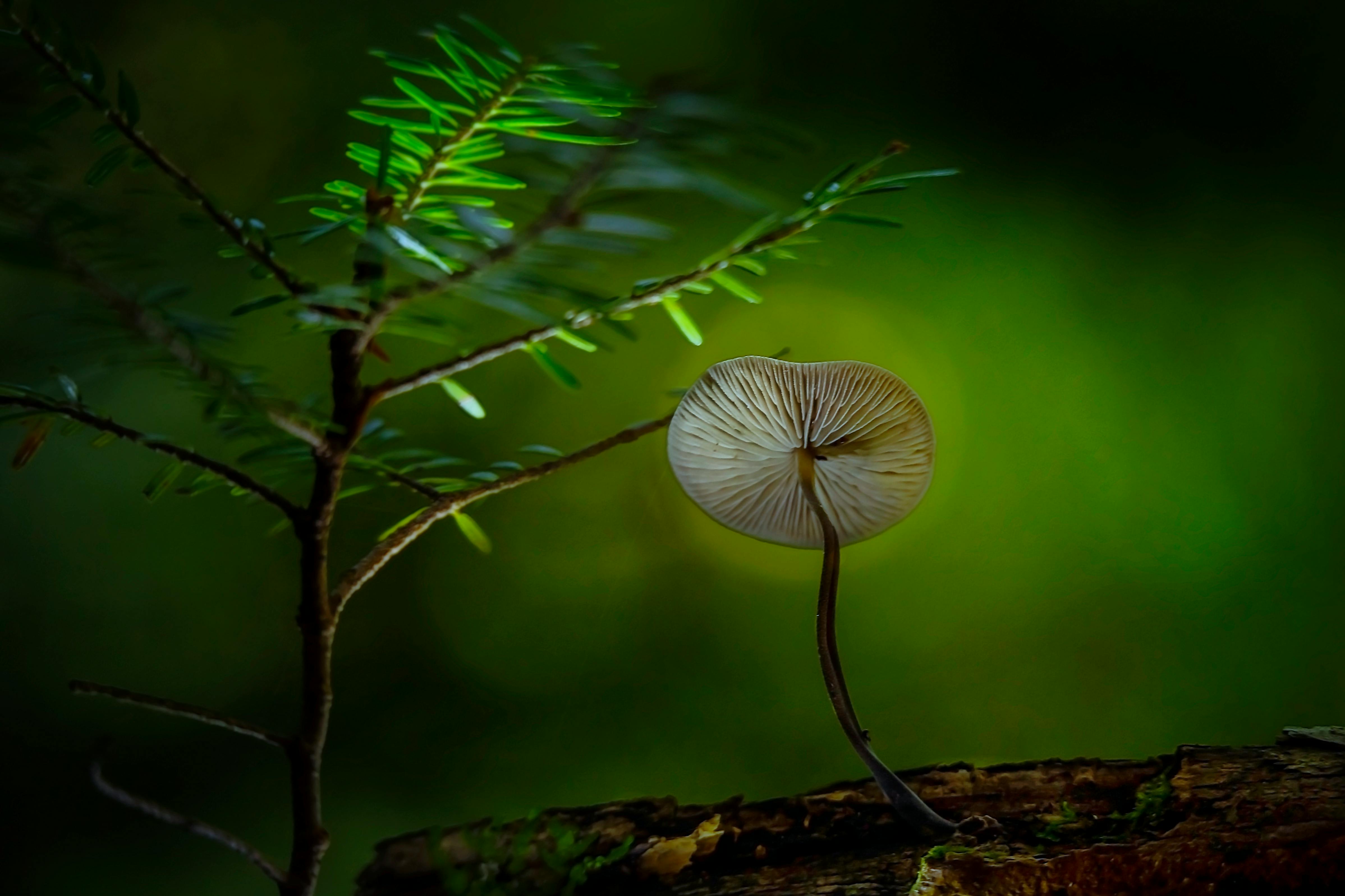 brown and gray mushroom on brown sand near green plant