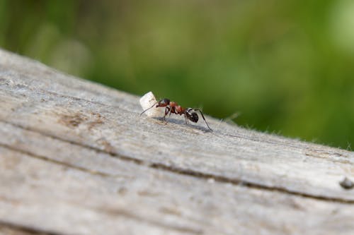 Základová fotografie zdarma na téma ant kolonie, černá, červená
