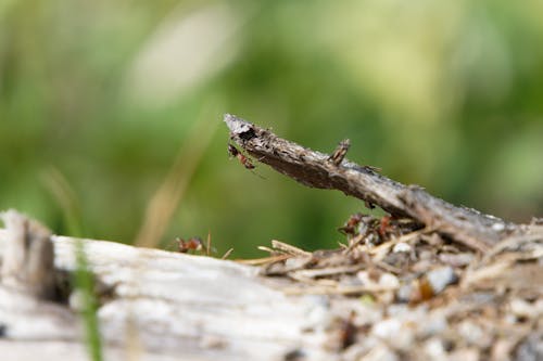 Gratis lagerfoto af ant colony, blad, camouflage