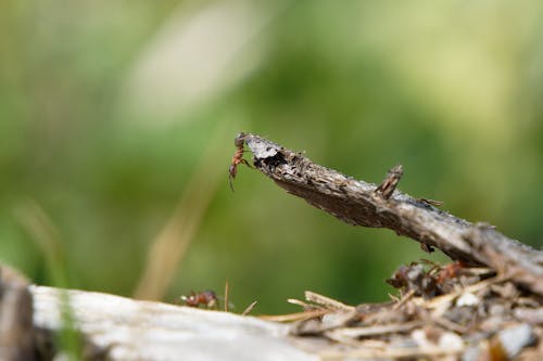 Kostnadsfri bild av ant koloni, blad, boet gör