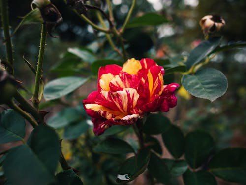 A red and yellow rose with green leaves