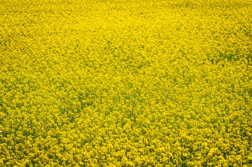 Základová fotografie zdarma na téma hojnost, hřiště, příroda