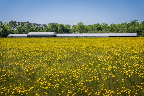 A field of yellow flowers with a barn in the background