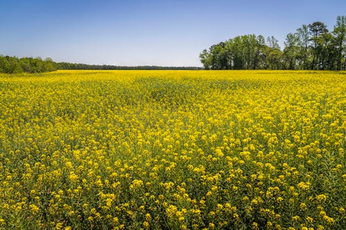A field of yellow flowers with blue sky