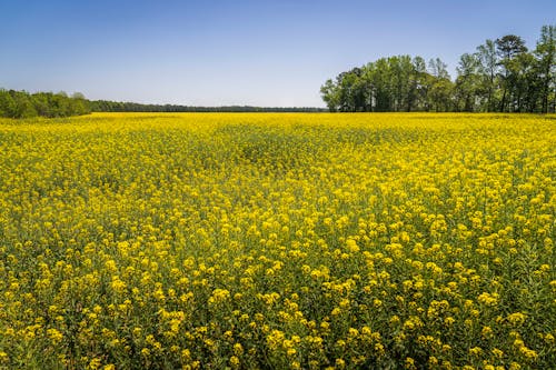 Photos gratuites de agriculture, campagne, ciel bleu