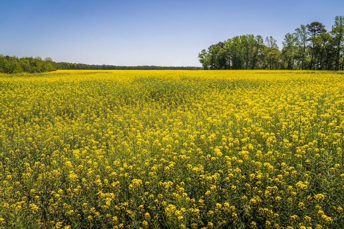 Gratis arkivbilde med åker, blå himmel, landbruk