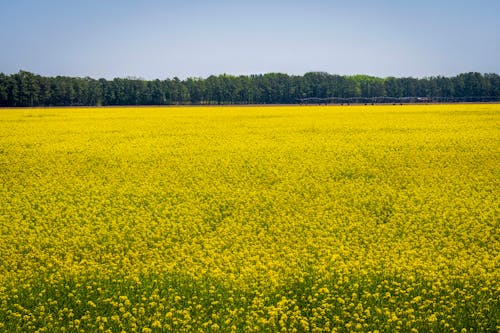 A field of yellow flowers with trees in the background