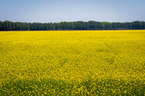 Základová fotografie zdarma na téma hřiště, příroda, řepkové semeno