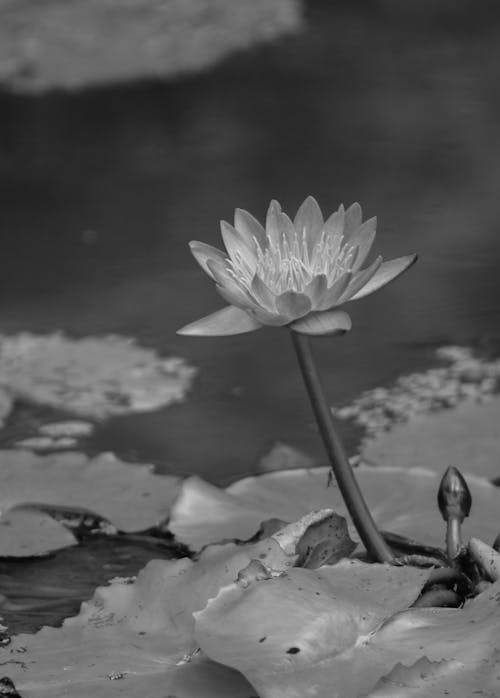 Black and white photograph of a water lily