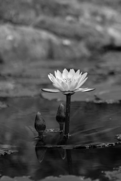 A black and white photo of a water lily