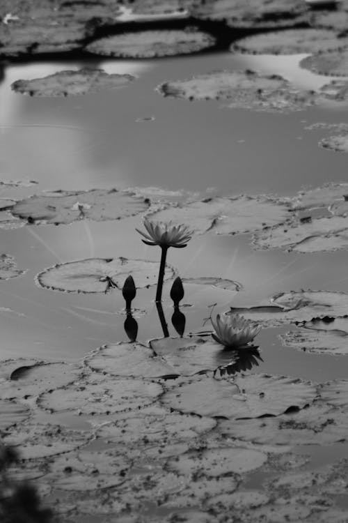 Black and white photograph of water lilies in a pond