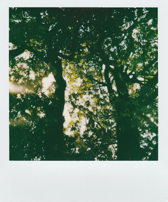 Sun rays stream through a dense canopy of trees, creating a serene natural scene.