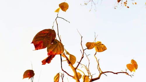 黄色和棕色的叶子，在树枝上