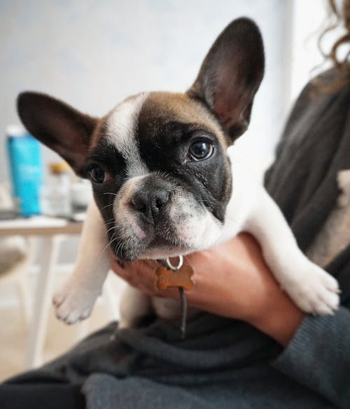 Person Holding a French Bulldog