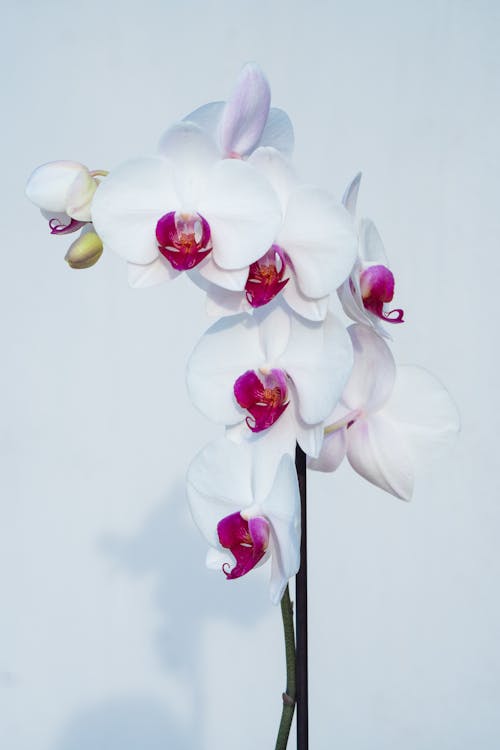A white orchid with pink flowers in a vase